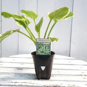 斑入り テイカカズラ 桃香 3.5号ポット苗 : 苗木部 花ひろばオンライン