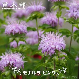 ネムノキ 白斑 3.5号ポット苗 ハナヒロバリュー 爆買いweek : 苗木部