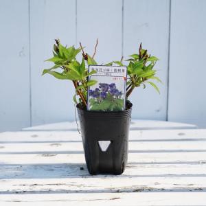 クリスマスローズ 花 苗 冬 春 チベタヌス 鉢植え ベインが入るピンク