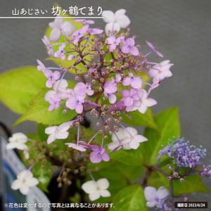 紫陽花 ガーデンアジサイ ウェディングブーケ 3.5号ポット苗 爆買い