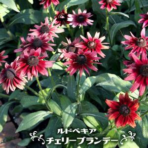 チョウセンニンジン 2.5号ポット苗 : 苗木部 花ひろばオンライン