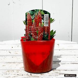 アルストロメリア・オレンジパーフェクションの苗 : 植物・園芸専門店