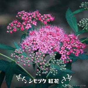 カスアリナ タマモクマオウ 8号ポット大苗 : 苗木部 花ひろば