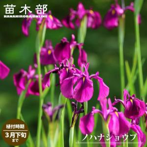 球根 ノハナショウブ 1株入 （植え付け時期3月下旬まで） 予約販売12月中旬頃入荷予定