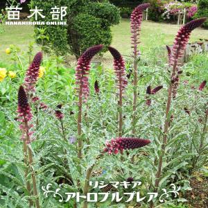 丸葉 シロタエギク もふもふ しろうさぎ 3〜3.5号ポット苗 白妙菊 白