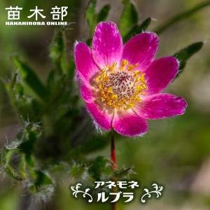 苗 パンパスグラスセット 2種2株 / ホワイト ピンク パンパスグラス苗