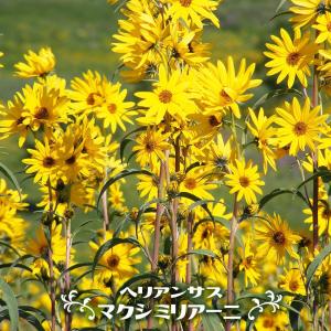 3鉢まとめ特価　クレマチス　マクロペタラ　ウェッセルトン　６号　3鉢セット クレマチス 苗 マクロペタラウェッセルトン アトラゲネ系 杉本さんの