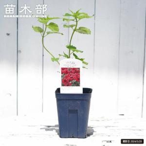 エキナセア ファタルアトラクション 3号ポット苗 爆買いweek : 苗木部