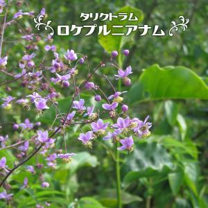 カンパニュラ ロツンディフォリア 3号ポット苗 爆買いweek : 苗木部 花