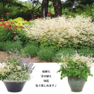 アルンクス シャンテリーレース 4号ポット苗(...の詳細画像1