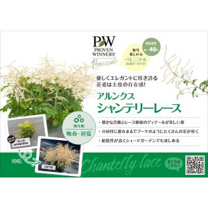 アルンクス シャンテリーレース 4号ポット苗(...の詳細画像2