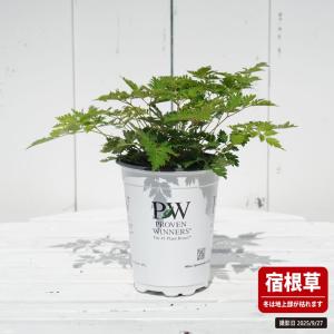 アルンクス シャンテリーレース 4号ポット苗(...の詳細画像3