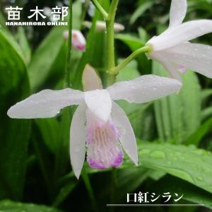 イモヅル 芋づる バイオ苗ふくむらさきPVP20本 / さつまいもの苗
