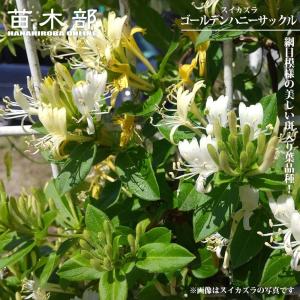 ハニーサックル・ゴールドフレーム 口径18cm鉢植え : Herb&RoseYahoo店
