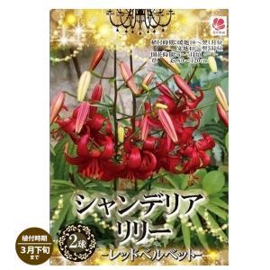 シャンデリアリリー レッドユリ 2球