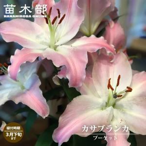 ピンクのカサブランカ プーケット 球根 （1球入） （植え付け時期10月