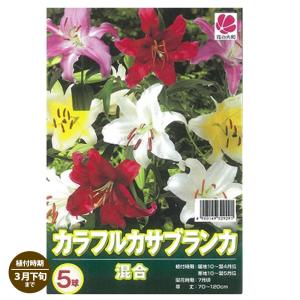 カラフルカサブランカ 球根 (5球入) （植え付け時期3月下旬まで）