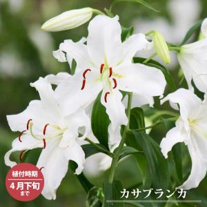 カサブランカ （1球入） ラベルなし球根 （植え付け時期3月下旬まで）｜hanahirobaonline