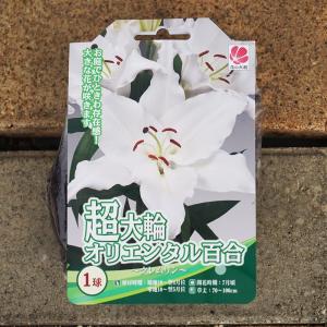 超大輪オリエンタル百合 クレムリン 球根 （1球入） 爆買いweek