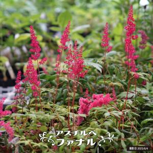 モナルダ ピンク 3号ポット苗 : 苗木部 花ひろばオンライン - 通販
