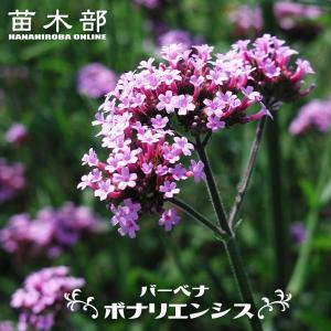 クリスマスローズ苗 原種 クロアチカス 杉光園芸 杉山交配 9cmポット