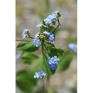 宿根草 青い花 苗 の商品一覧 花 ガーデニング 通販 Yahoo ショッピング