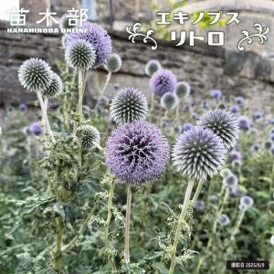 日本花キ流通 一重咲き椿 最小白花 12cmポット 開花予定株 つばき