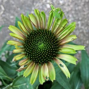 苗木部 花ひろばオンライン 草丈高い 宿根草 Yahoo ショッピング