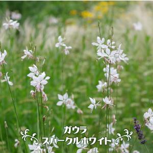 花ガウラの商品一覧 通販 Yahoo ショッピング