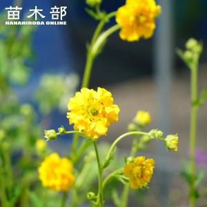 カンパニュラ ロツンディフォリア 3号ポット苗 爆買いweek : 苗木部 花