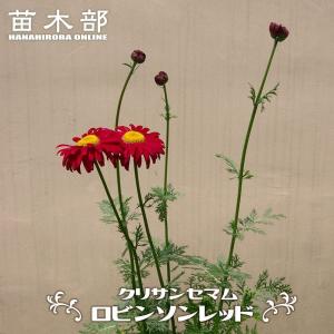多肉植物 PKSFエケベリア コロラータ×ザラゴーサspノバ Pさん苗 送料
