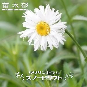 クリサンセマム スノードリフト 3号ポット苗