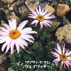 多年草 花 ピンク キク科の商品一覧 通販 Yahoo ショッピング