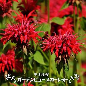 苗木部 花ひろばオンライン 草丈高い 宿根草 Yahoo ショッピング