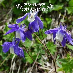 すずらん 白花 球根 (3株入) （植え付け時期2月下旬まで） : 苗木部 花
