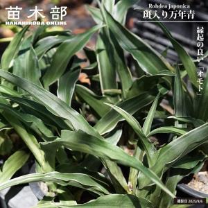斑入り万年青（オモト） 3.5号ポット苗
