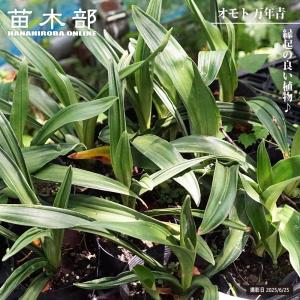 万年青 オモト あけぼのおもと 宗石 5.5号鉢サイズ 鉢植え 曙 薫る花