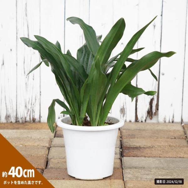 万年青（オモト）そのまま飾れる鉢植え