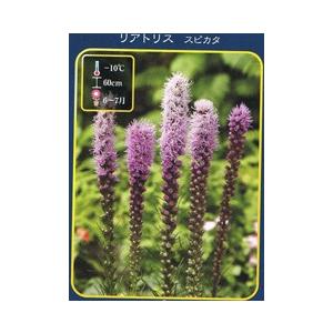 リアトリス スピカタ ポット苗 宿根草 苗 多年草 耐寒性 : 苗木部 花