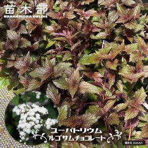 オオデマリ ジェミニ 5号ポット苗 咲き分け品種 : 苗木部 花ひろば