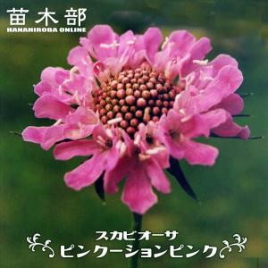 チョウセンニンジン 2.5号ポット苗 : 苗木部 花ひろばオンライン