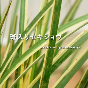 石菖 斑入りセキショウ マサムネ ポット苗