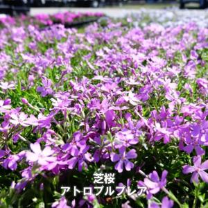 芝桜 アトロプルプレア 3号ポット苗 爆買いweek