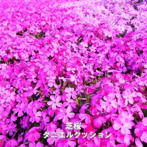 芝桜 ダニエルクッション 3号ポット苗 爆買いweek