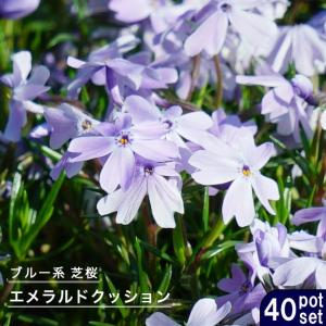 芝桜 エメラルドクッション 3号ポット苗 40株セット｜hanahirobaonline