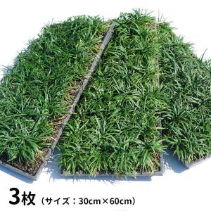 タマリュウ 2色+コクリュウ 玉竜 斑入り玉竜 黒竜 7.5-10.5cm 3色12個