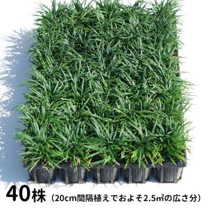 最安値タマリュウ80ポットセット タマリュウ 玉竜 ポット 80ポット 40ポット×2ケース 翌日発送可 7.5