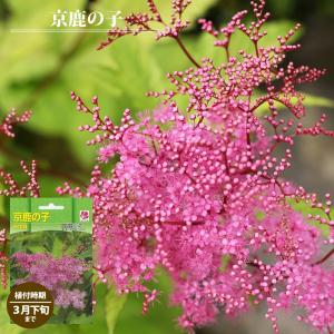 ウラシルケンス 選別品 花1芽株 : 岩崎園芸ネットストア Yahoo店