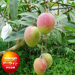 マンゴー苗木】金蜜 成木