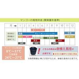 値引きする マンゴー キーツ 接木大苗 沖縄県産 熱帯果樹 Valleyforgeaudubon Org